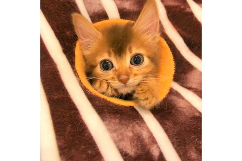 成約済の大阪府のソマリ-4684の4枚目