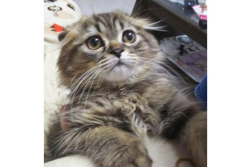 成約済の愛知県のスコティッシュフォールド-4603の5枚目