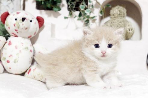 成約済の佐賀県のノルウェージャンフォレストキャット-4733の3枚目