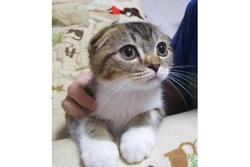成約済の愛知県のスコティッシュフォールド-4640の5枚目