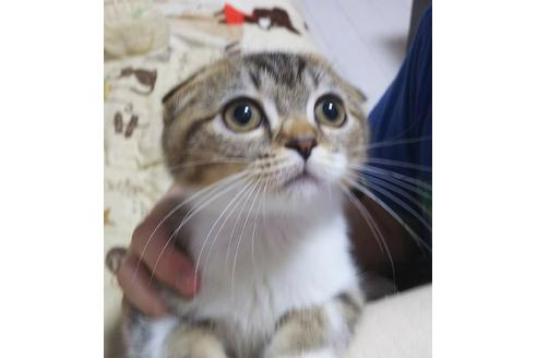 成約済の愛知県のスコティッシュフォールド-4640の4枚目