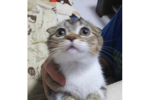 成約済の愛知県のスコティッシュフォールド-4640の3枚目