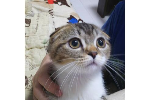 成約済の愛知県のスコティッシュフォールド-4640の2枚目