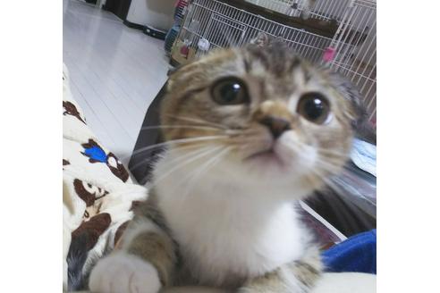 成約済の愛知県のスコティッシュフォールド-4640の1枚目