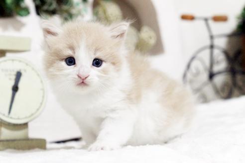 成約済の佐賀県のノルウェージャンフォレストキャット-4735の3枚目