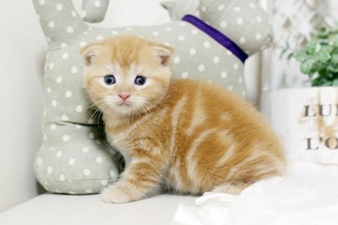 成約済の佐賀県のスコティッシュフォールド-4736の4枚目