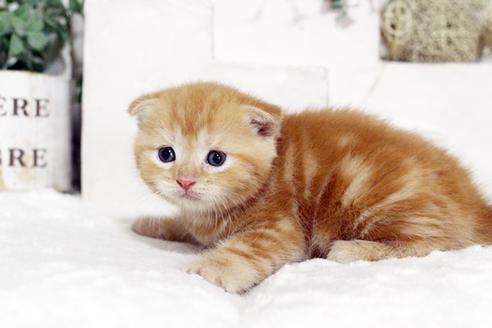 成約済の佐賀県のスコティッシュフォールド-4736の3枚目