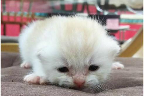 成約済の岐阜県のスコティッシュフォールド-4749の5枚目
