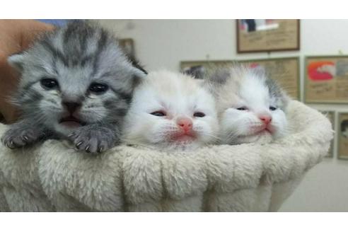 成約済の岐阜県のスコティッシュフォールド-4750の4枚目