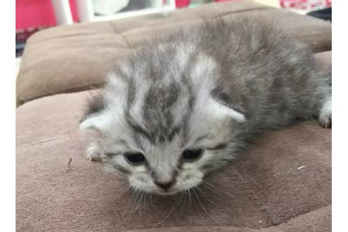 成約済の岐阜県のスコティッシュフォールド-4751の5枚目
