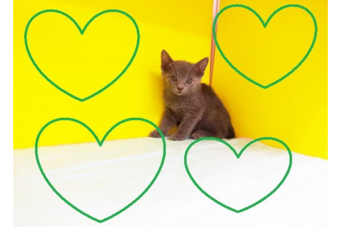 成約済の東京都のロシアンブルー-4757の2枚目