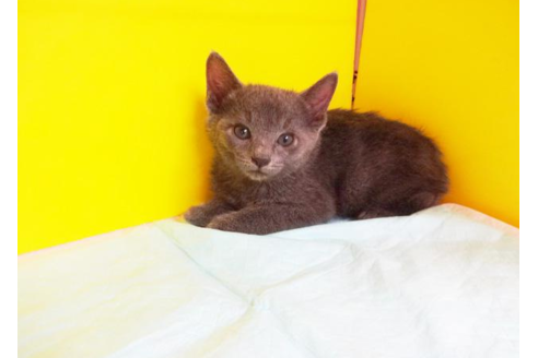 成約済の東京都のロシアンブルー-4757の1枚目