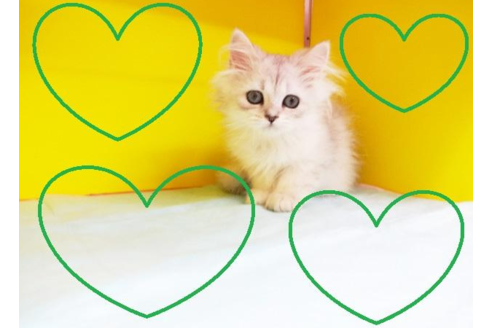 成約済の東京都のペルシャ-4758の2枚目