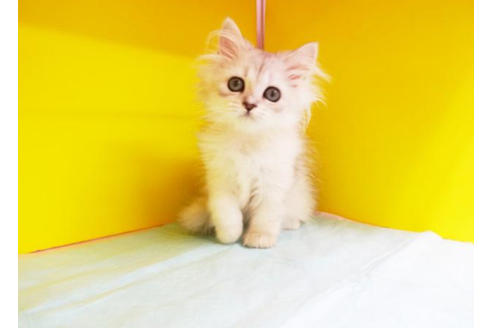 成約済の東京都のペルシャ-4758の1枚目