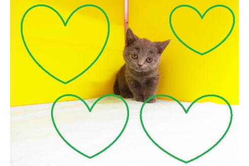 成約済の東京都のブリティッシュショートヘア-4761の2枚目