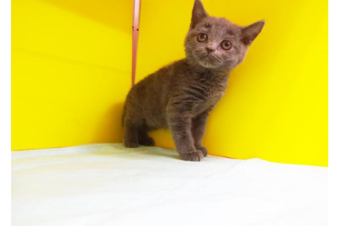 成約済の東京都のブリティッシュショートヘア-4761の1枚目