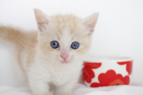 成約済の愛知県のマンチカン-4660の3枚目