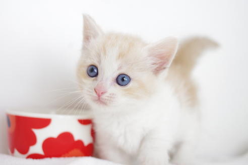 成約済の愛知県のマンチカン-4660の2枚目