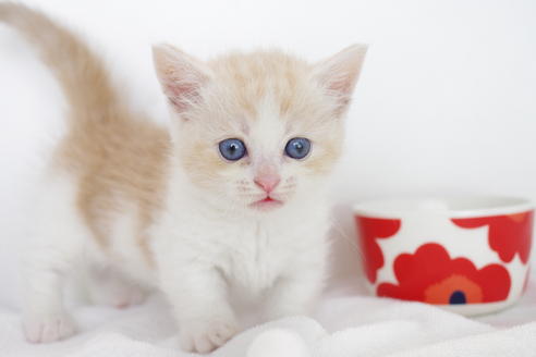 成約済の愛知県のマンチカン-4660の1枚目