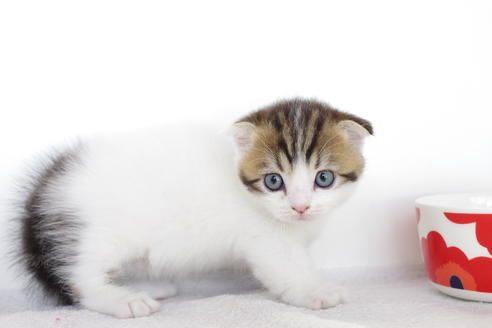 成約済の愛知県のスコティッシュフォールド-4659の4枚目