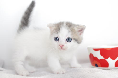 成約済の愛知県のスコティッシュフォールド-4658の4枚目