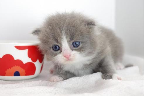 成約済の愛知県のマンチカン-4780の5枚目