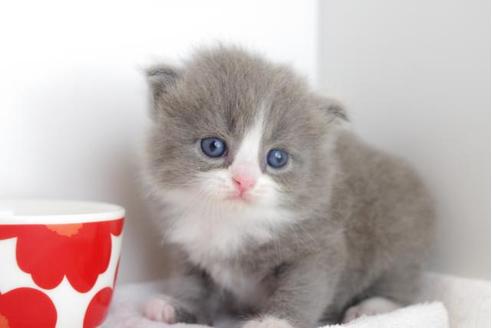 成約済の愛知県のマンチカン-4780の4枚目