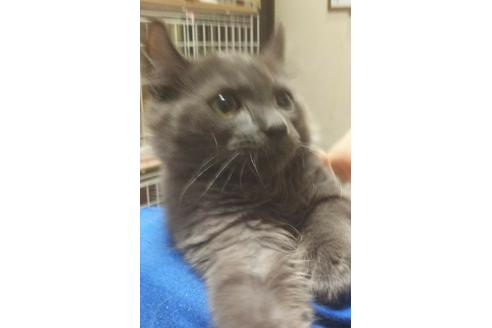 成約済の愛知県のマンチカン-4400の5枚目