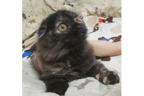 成約済の愛知県のスコティッシュフォールド-4501の5枚目