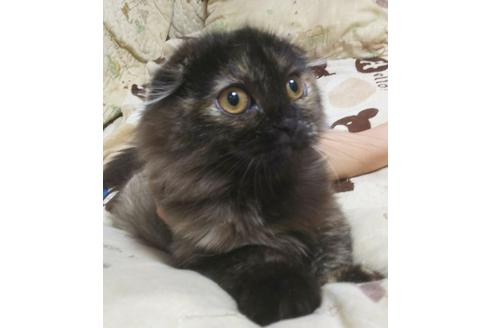 成約済の愛知県のスコティッシュフォールド-4501の4枚目