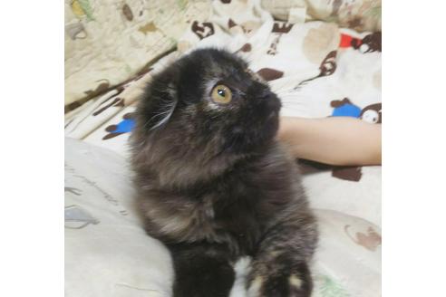 成約済の愛知県のスコティッシュフォールド-4501の3枚目