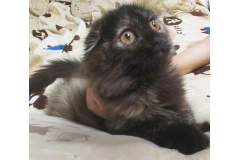 成約済の愛知県のスコティッシュフォールド-4501の2枚目