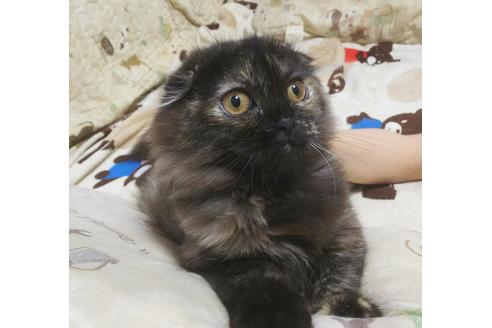 成約済の愛知県のスコティッシュフォールド-4501の1枚目