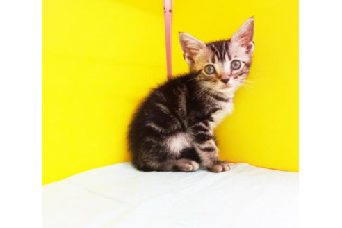 成約済の東京都のアメリカンショートヘア-4879の1枚目