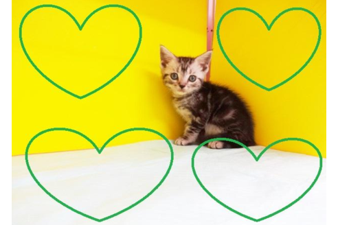 成約済の東京都のアメリカンショートヘア-4880の2枚目