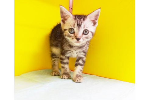 成約済の東京都のアメリカンショートヘア-4880の1枚目