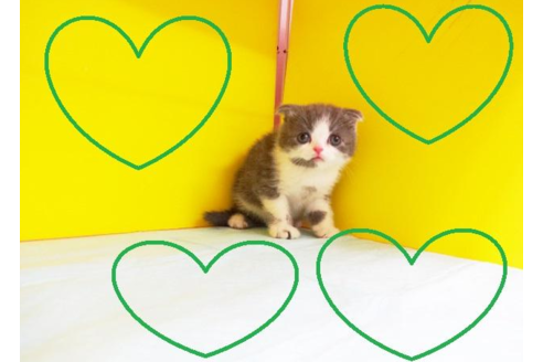 成約済の東京都のスコティッシュフォールド-4881の2枚目