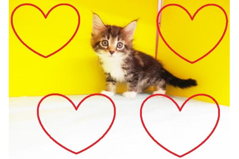 成約済の東京都のメインクーン-4882の2枚目