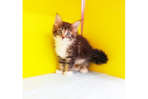 成約済の東京都のメインクーン-4882の1枚目