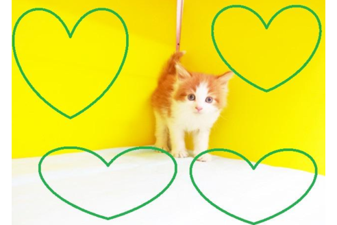 成約済の東京都のノルウェージャンフォレストキャット-4883の2枚目