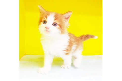 成約済の東京都のノルウェージャンフォレストキャット-4883の1枚目