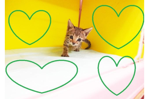 成約済の東京都のベンガル-4884の2枚目