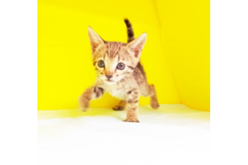 成約済の東京都のベンガル-4884の1枚目