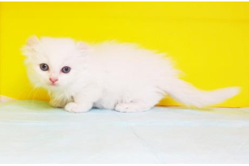 成約済の東京都のアメリカンカール-4885の2枚目