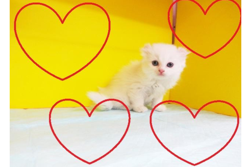 成約済の東京都のアメリカンカール-4885の1枚目