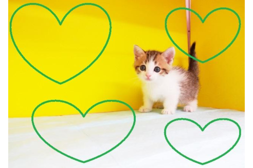 成約済の東京都のマンチカン-4886の2枚目