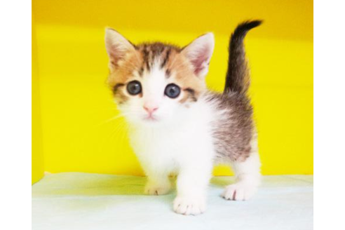 成約済の東京都のマンチカン-4886の1枚目