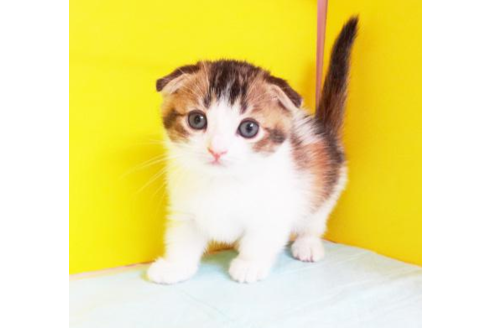 成約済の東京都のマンチカン-4887の2枚目