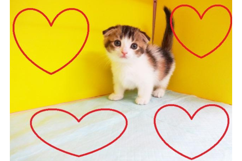 成約済の東京都のマンチカン-4887の1枚目