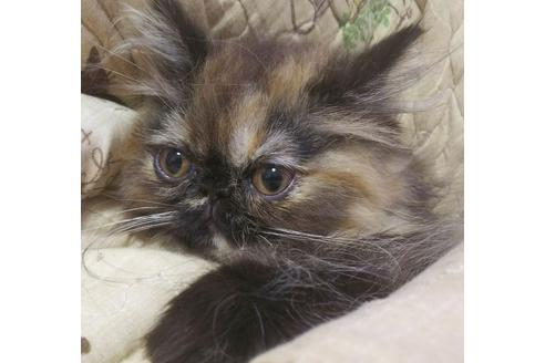 成約済の愛知県のペルシャ-4748の5枚目